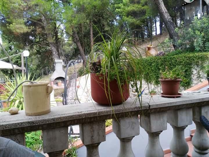 B&B Peschici Rooms エクステリア 写真